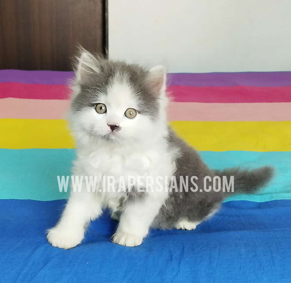 ira-persians-persian-kitten-cat-sell-buy-pune