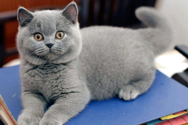 British Shorthair Cats for Sale in Pune