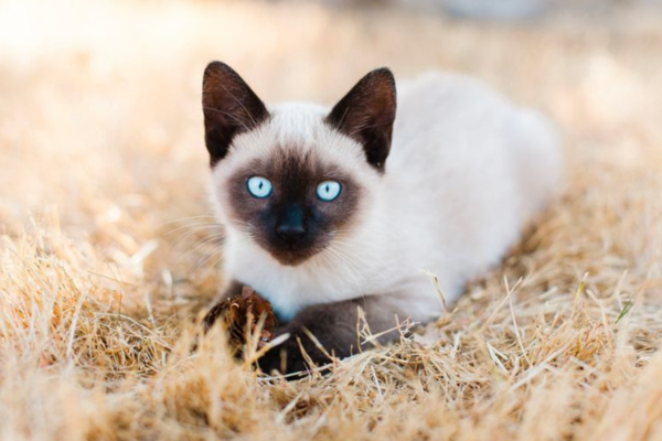 Siamese Cats for Sale in Pune
