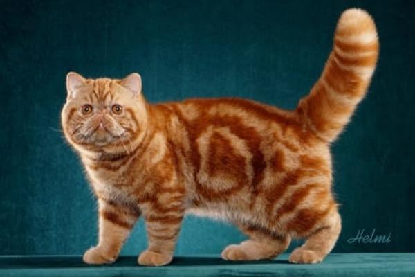 Exotic Shorthair Cats for Sale in Pune