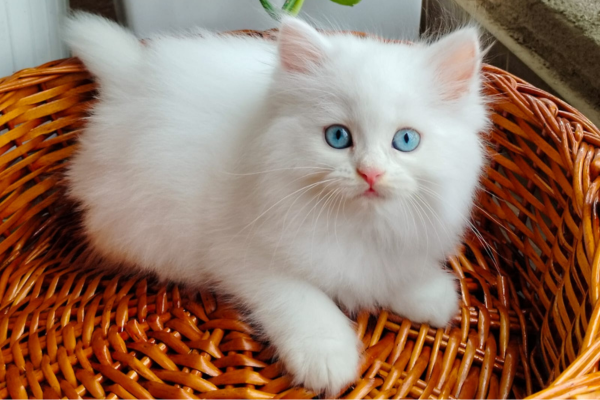 Persian Cats for Sale in Pune