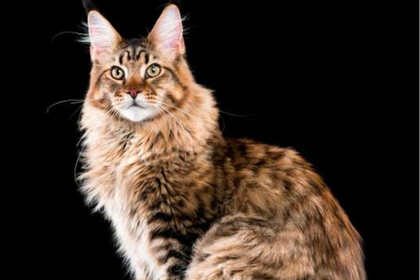 Mainecoon Cats for Sale in Pune